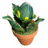 Solar Eclipse Special Piranha Plant