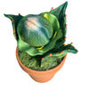 Solar Eclipse Special Piranha Plant