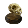 Vintage Medical Cat Skull Specimen