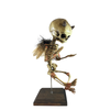 Incubus Demon In Utero Fetus Skeleton