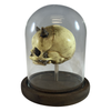 Vintage Fetus Demon Devil Skull with Bell Jar