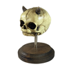 Demon Devil Fetus Skull Oddity