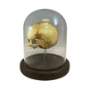 Vintage Fetus Skull with Glass Bell Jar Bell
