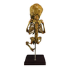 Vintage In-Utero Fetus Skeleton