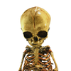 Vintage In-Utero Fetus Skeleton