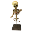 Vintage Fetus Mermaid Skeleton