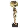 Evil Twin Siamese Demon Devil Fetus Skeleton