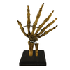 Bizarre! Vintage 6 Finger Skeleton Hand