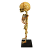 Vintage Baby Fetus Skeleton