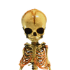 Vintage Baby Fetus Skeleton