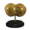 Vintage Triclops 3-Eyed Fetus Skull Display