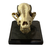 Vintage Medical Dog Skull Specimen
