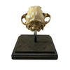 Vintage Medical Dog Skull Specimen