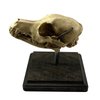 Vintage Medical Dog Skull Specimen