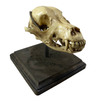 Vintage Medical Dog Skull Specimen