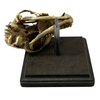 Vintage Medical Dog Skull Specimen