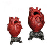 Dry Anatomical Heart Vase