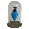 Blue Bob Shrunken Head with Hair in Bell Jar