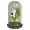 Miscellaneous Ghost Shrunken Head with in Bell Jar