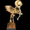 Vintage Cupid Skeleton Fetus Angel