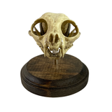 Vintage Medical Cat Skull Specimen