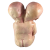Conjoined Fetal Pig Siamese Twin