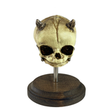 Demon Devil Fetus Skull Oddity