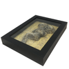 Framed Specimen Siamese Twin Mummy