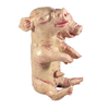 Latex Deluxe Siamese Twin Fetus Baby Prop