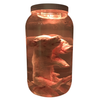 Fetal Pig Siamese Twin Piglet Specimen