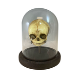 Vintage Fetus Skull with Glass Bell Jar Bell