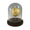Vintage Fetus Skull with Glass Bell Jar Bell