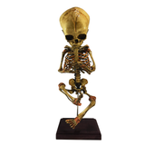 Vintage In-Utero Fetus Skeleton