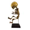 Vintage In-Utero Fetus Skeleton