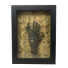 Framed Six Finger Monkey Paw