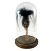 Shrunken Head with Hair in Bell Jar