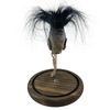 Shrunken Head with Hair in Bell Jar