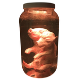 Fetal Pig Siamese Twin Piglet Specimen