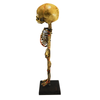 Vintage Deluxe Siamese Twin Skeleton