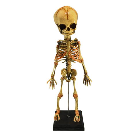 Vintage Baby Fetus Skeleton