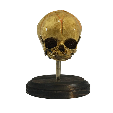 Vintage Fetus Skull on Stand