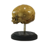 Vintage Fetus Skull on Stand