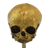 Vintage Fetus Skull on Stand