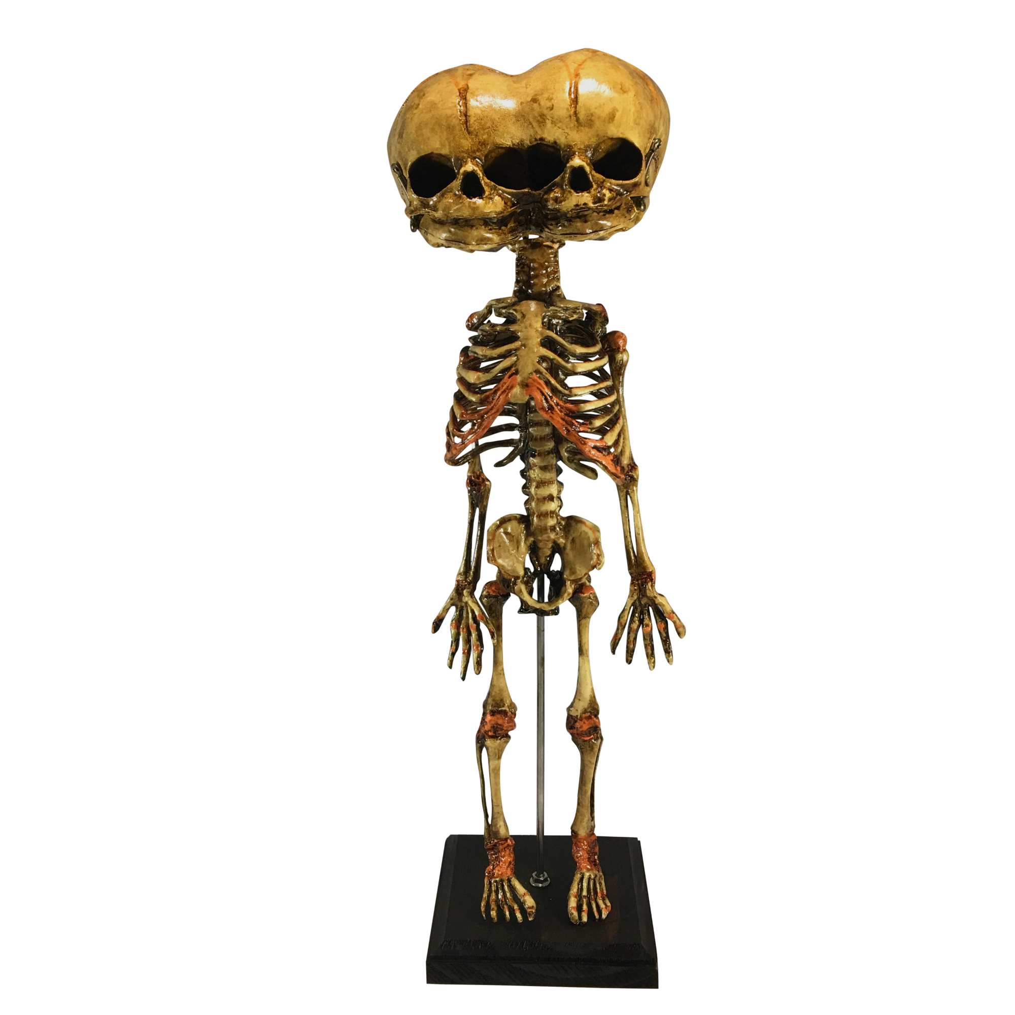 Vintage Triclops 3-Eyed Fetus Skeleton – asylumzone