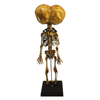 Vintage Triclops 3-Eyed Fetus Skeleton