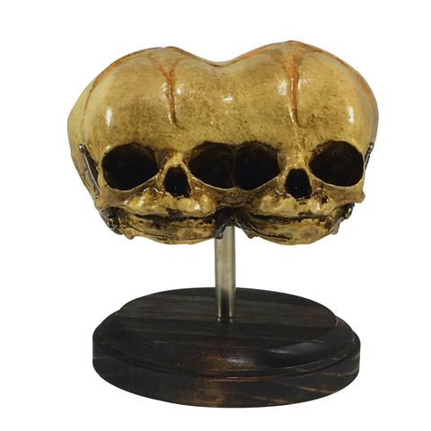 Vintage Triclops 3-Eyed Fetus Skull Display