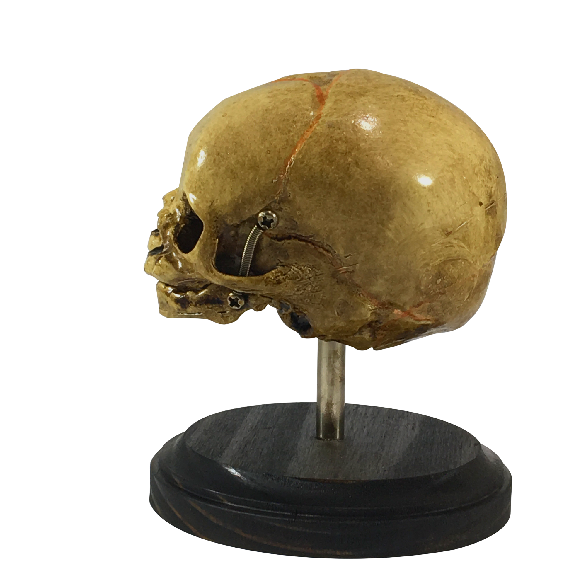 Vintage Triclops 3-Eyed Fetus Skull Display – asylumzone