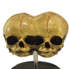 Vintage Triclops 3-Eyed Fetus Skull Display