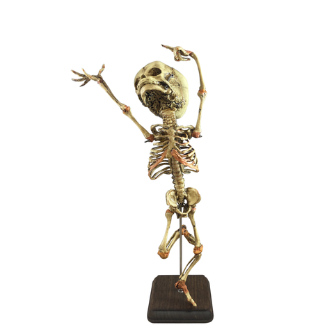 Danse Macabre Human Fetal Skeleton Oddity