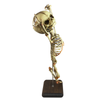 Danse Macabre Human Fetal Skeleton Oddity